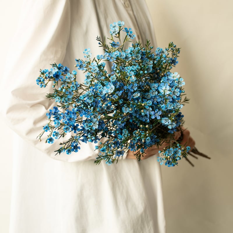 ワックスフラワー 「ティントブルー」 | tokyo_shokubutsu_zufu