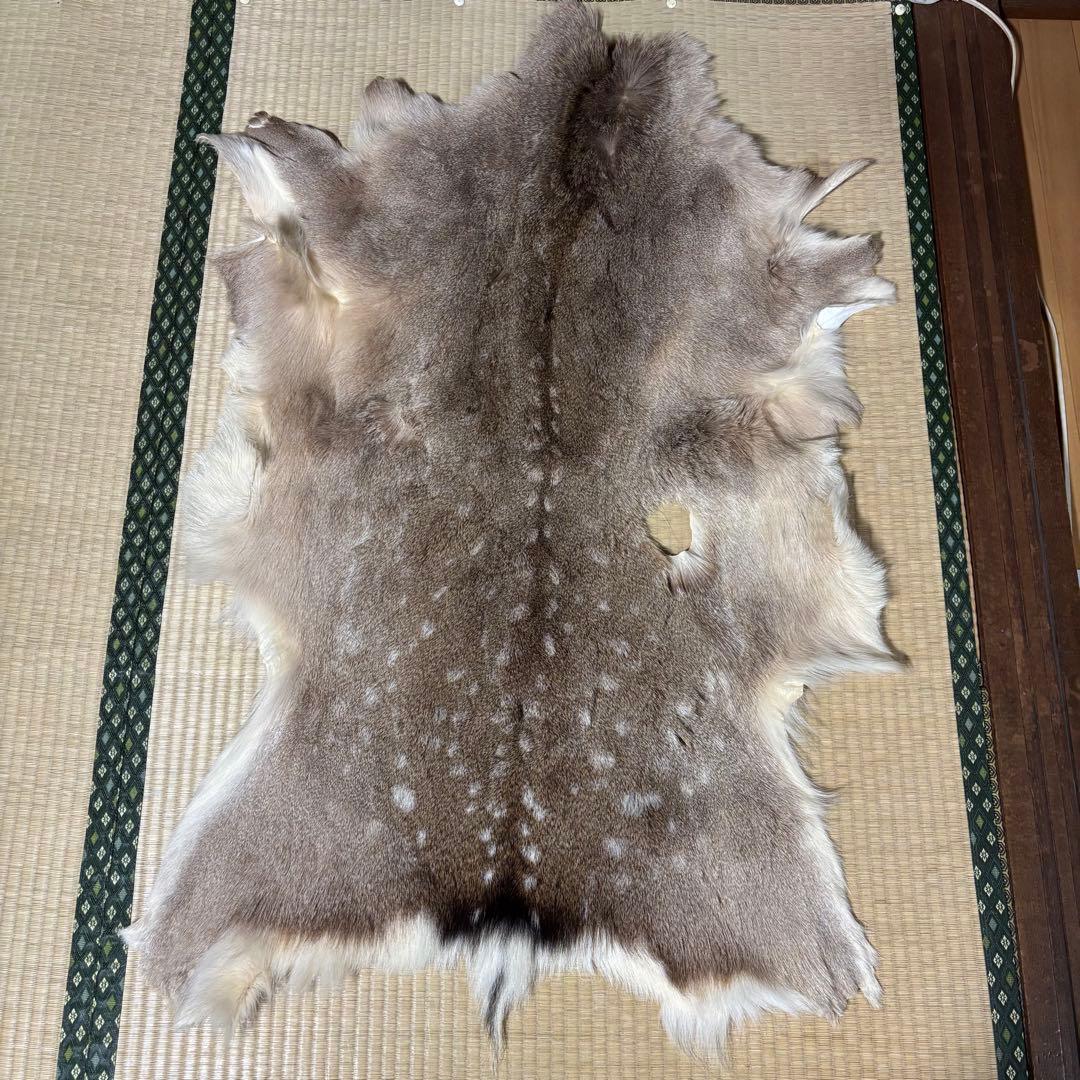 【猟師直送】天然 ニホンジカ 毛皮 鹿革 整理品 剥製 インテリア ラグ 楽天市場】純国産 広島のシカ革 毛皮 S98 : リカムアクロス